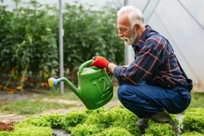 happy and smiling senior man working in greenhouse people organic food concept