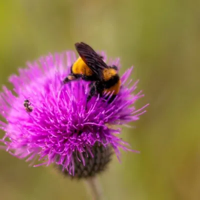 Milk Thistle Oil