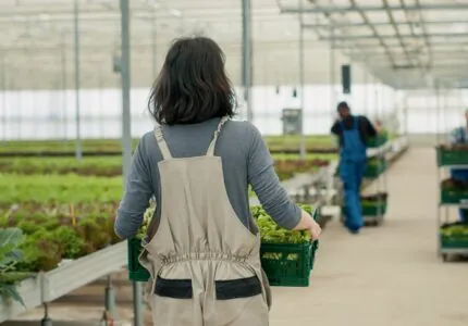 view from the back of caucasian vegetables picker holding crate with lettuce in organic farm for